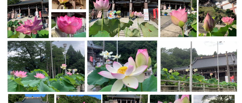令和5年度境内の蓮の花