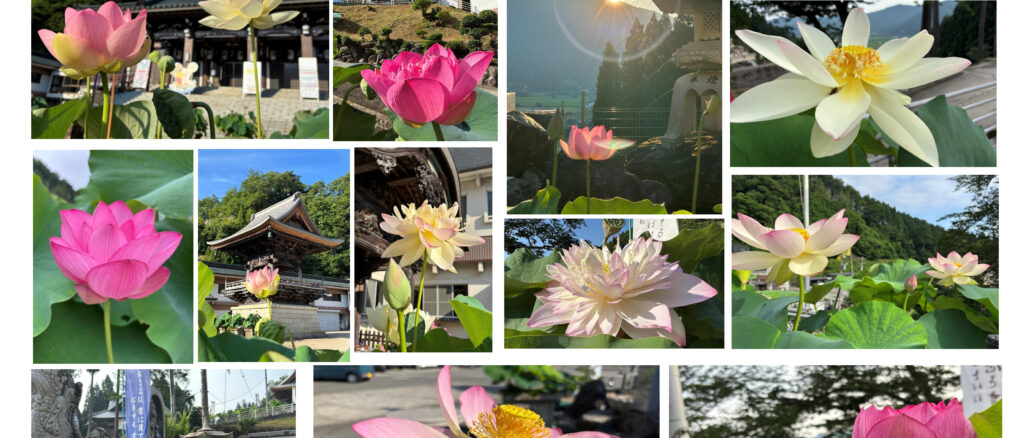 令和7年度当山の境内に咲いてくれた花ハスの代表写真集撮影院首